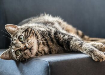 Comment punir un chat qui attaque ?