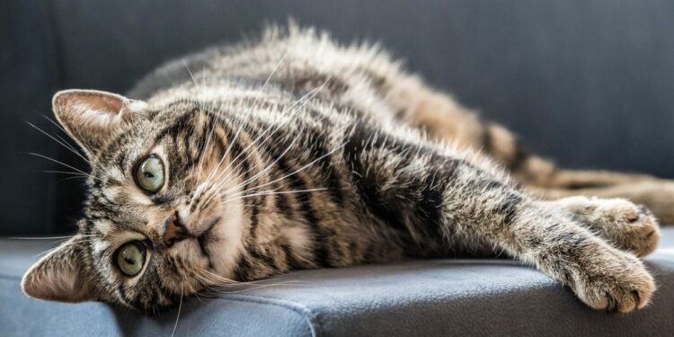 Comment punir un chat qui attaque ?