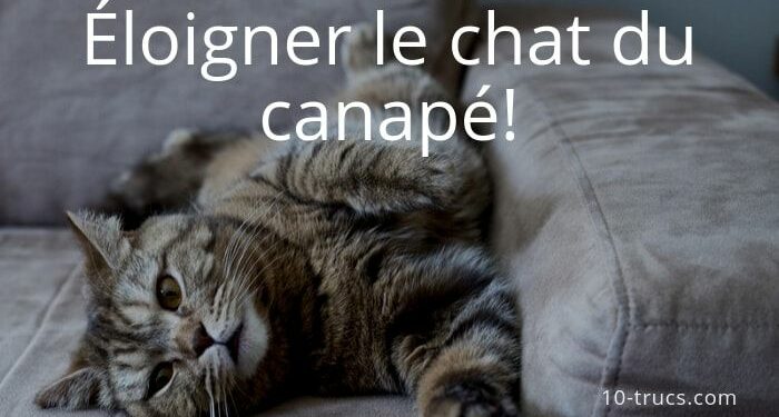 Comment punir un chat qui monte sur la table ?