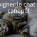 Comment punir un chat qui monte sur la table ?