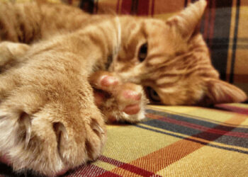 Comment punir un chat qui mord et griffe ?