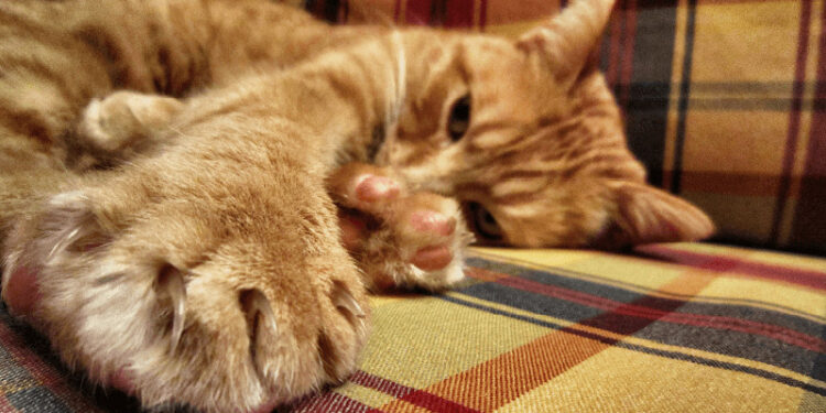 Comment punir un chat qui mord et griffe ?