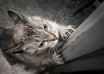 Comment punir un chat qui mord et griffe ?