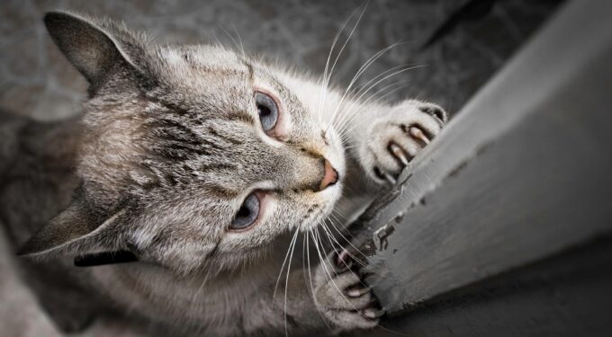 Comment punir un chat qui mord et griffe ?