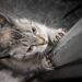 Comment punir un chat qui mord et griffe ?
