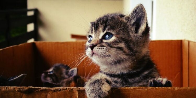 Comment punir un chat qui mord et griffe ?