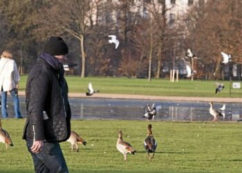 Comment punir un chien après une fugue ?