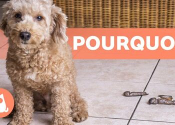 Comment punir un chien qui a fait caca ?