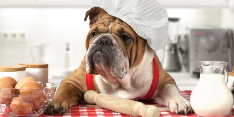 Comment punir un chien qui détruit ?