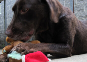 Comment punir un chien qui détruit tout ?