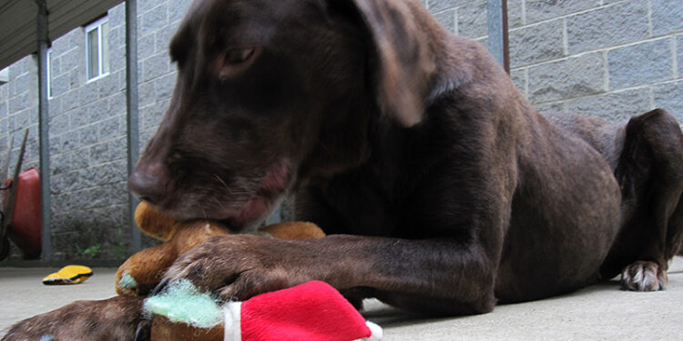 Comment punir un chien qui détruit tout ?