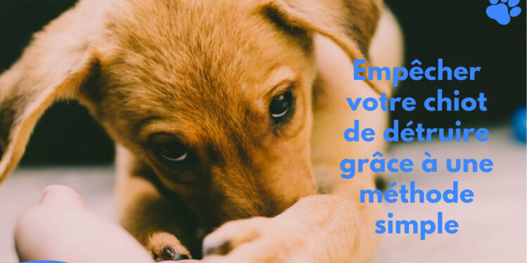 Comment punir un chien qui détruit tout ?