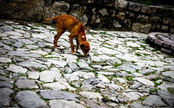 Comment punir un chien qui mange tout ?