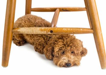 Comment punir un chien qui mange tout ?