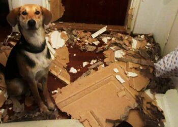 Comment punir un chien qui mange tout ?