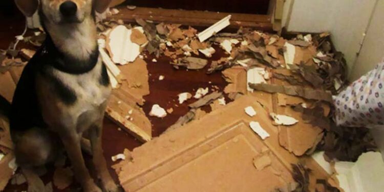 Comment punir un chien qui mange tout ?