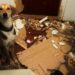 Comment punir un chien qui mange tout ?