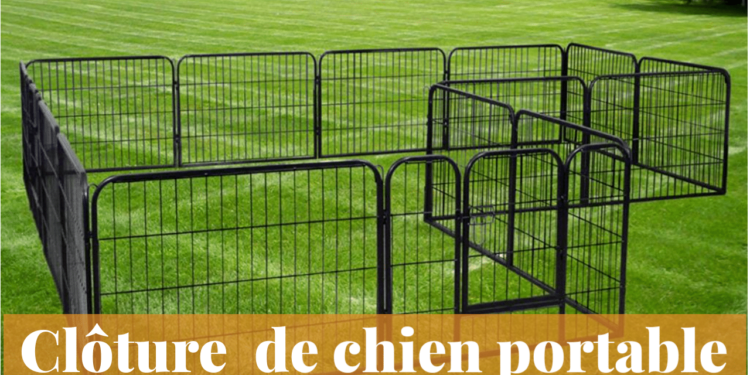 Comment punir un chien qui se sauve ?