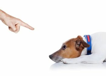 Comment punir un chien qui s'enfuit ?
