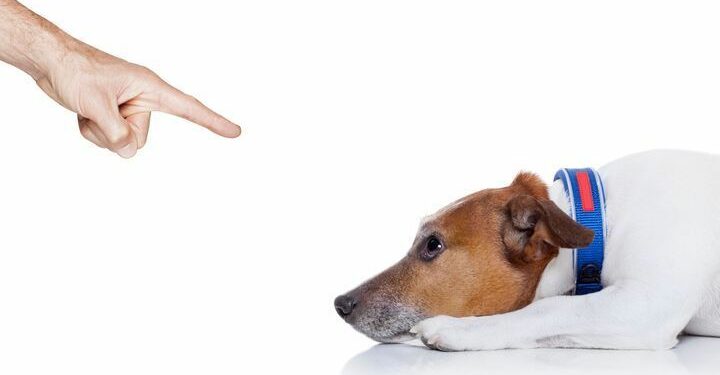 Comment punir un chien qui s'enfuit ?