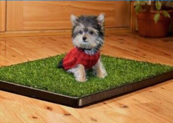 Comment punir un chiot qui fait pipi dans la maison ?