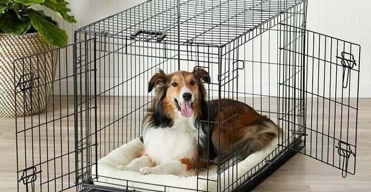 Comment punir un chiot qui fait pipi dans la maison ?