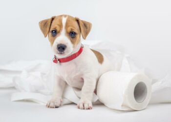 Comment punir un chiot qui fait ses besoins dans la maison ?