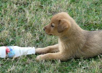 Comment punir un chiot qui n'obéit pas ?