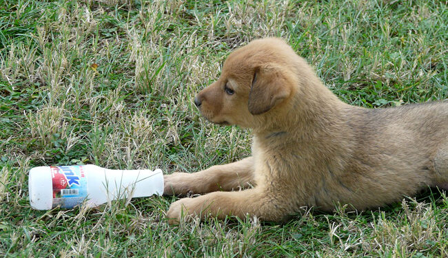 Comment punir un chiot qui n'obéit pas ?