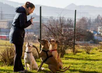 Comment punir un chiot qui n'obéit pas ?