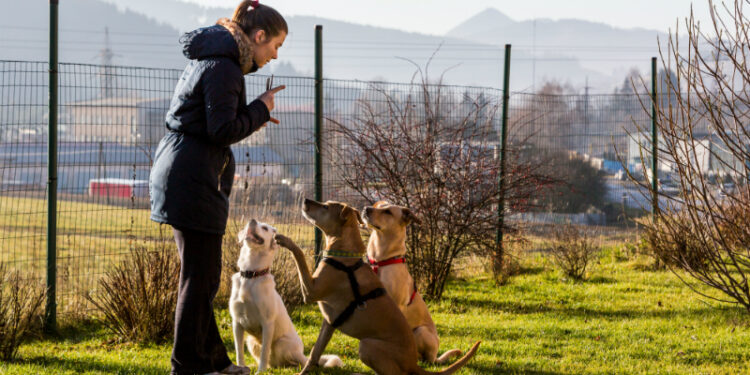 Comment punir un chiot qui n'obéit pas ?