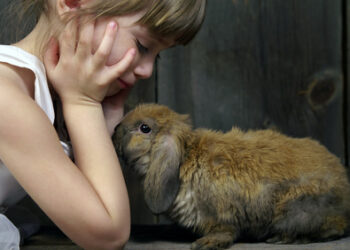 Comment punir un lapin quand il fait pipi ?