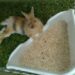 Comment punir un lapin quand il fait pipi ?