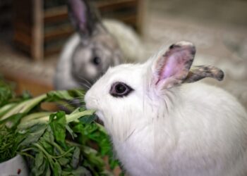 Comment punir un lapin quand il fait pipi ?