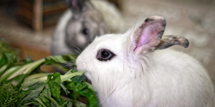 Comment punir un lapin quand il fait pipi ?