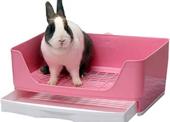 Comment punir un lapin quand il fait pipi ?