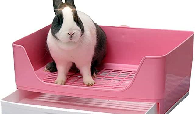 Comment punir un lapin quand il fait pipi ?