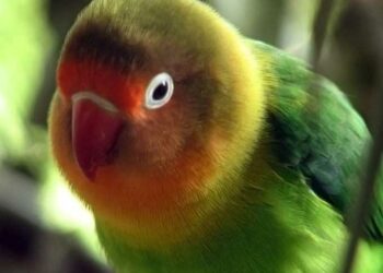 Comment punir un oiseau ?