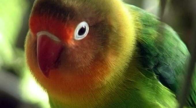 Comment punir un oiseau ?