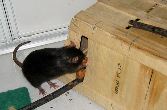 Comment punir un rat ?