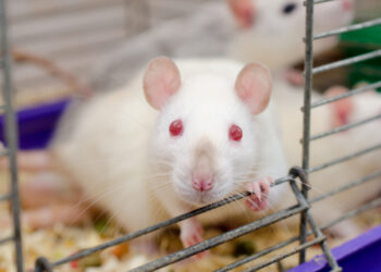 Comment punir un rat ?