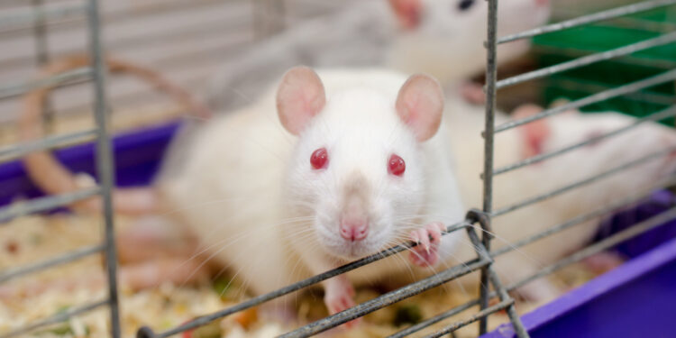 Comment punir un rat ?