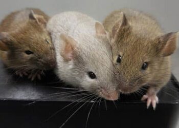 Comment punir un rat ?