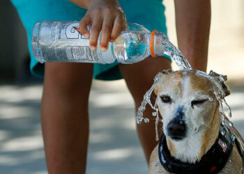 Comment rafraîchir un chien en été ?