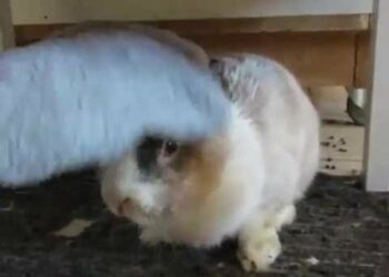 Comment rafraîchir un lapin qui a chaud ?