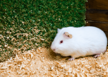 Comment ramasser les crottes de cochon d'Inde ?