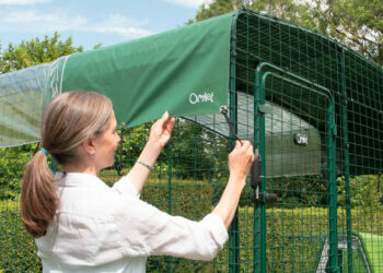 Comment ramasser les crottes de poules ?