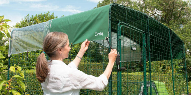 Comment ramasser les crottes de poules ?