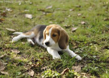 Comment rassurer son chiot la nuit ?