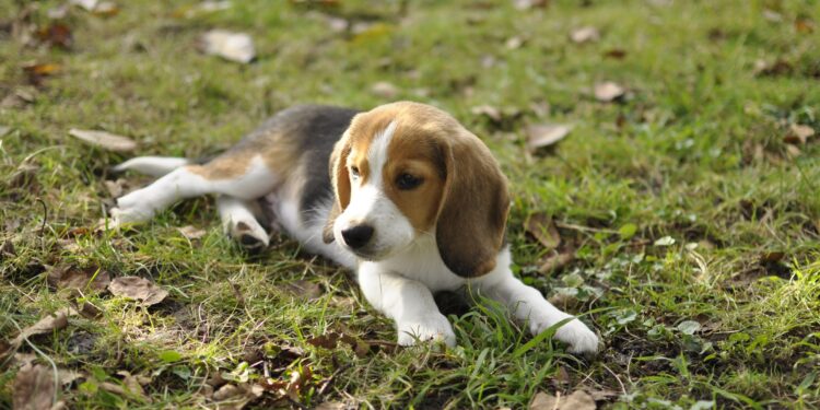 Comment rassurer son chiot la nuit ?